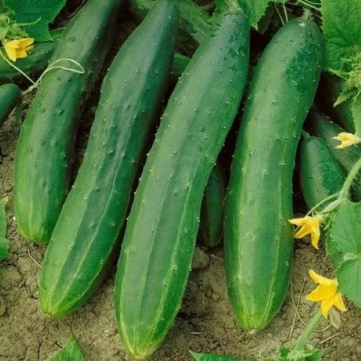 Straight Eight Cucumbers CU34-20