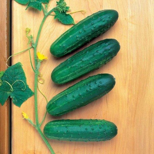 Cross Country Cucumbers CU36-20
