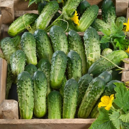 Sumter Cucumbers CU37-20