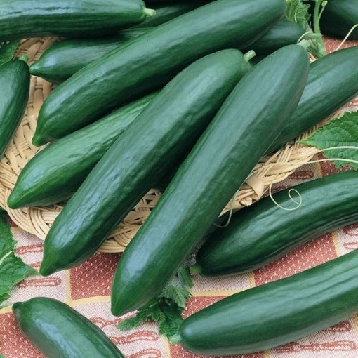 Tendergreen Cucumbers CU38-20