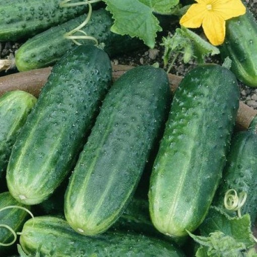 Carolina Pickling Cucumbers CU43-20