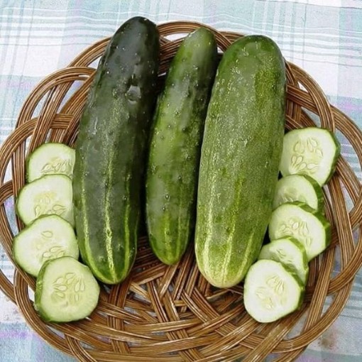 Ashley Cucumbers CU46-20