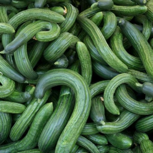 Armenian Metki Dark Green Cucumbers CU54-20
