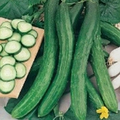 Cetriolo Chinese Slangen Cucumbers CU66-20