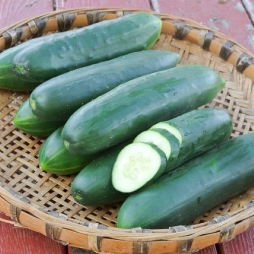 Poinsett 76 Cucumbers CU57-20