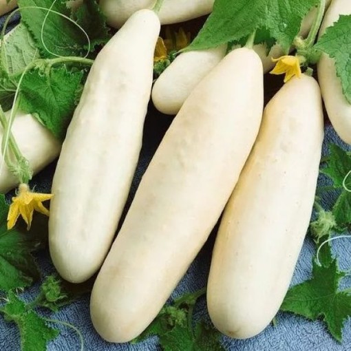 White Wonder Cucumbers CU58-20