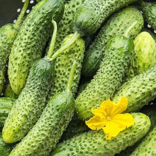 Miss Pickler Cucumbers CU59-20