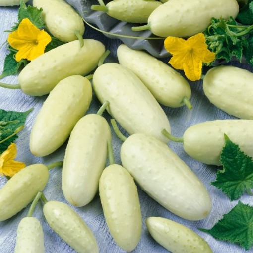 Miniature White Cucumbers CU60-20