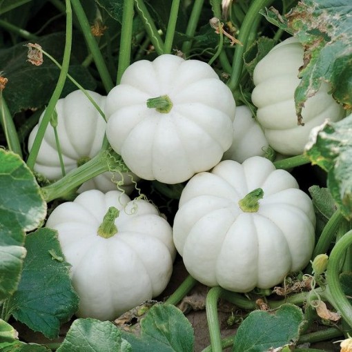 Baby Boo Pumpkins PM1-20