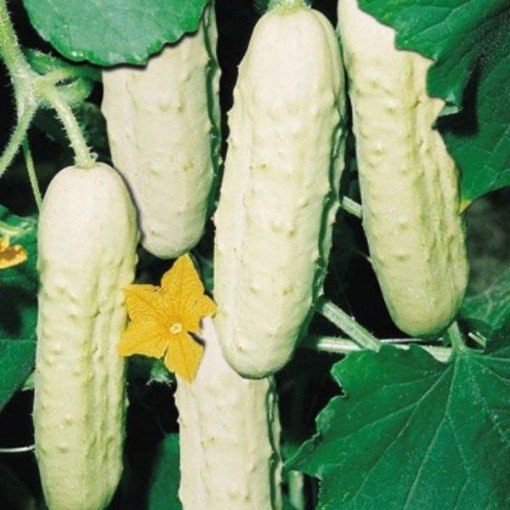 Bianco Lungo Cucumbers CU64-20