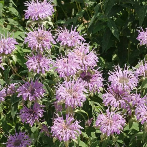 Wild Bergamot HB169-1000