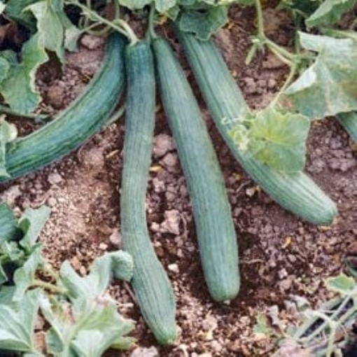 Tortarello Verde Scuro Cucumbers CU65-20