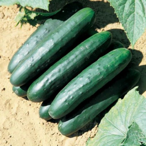 Raider Cucumbers CU69-20
