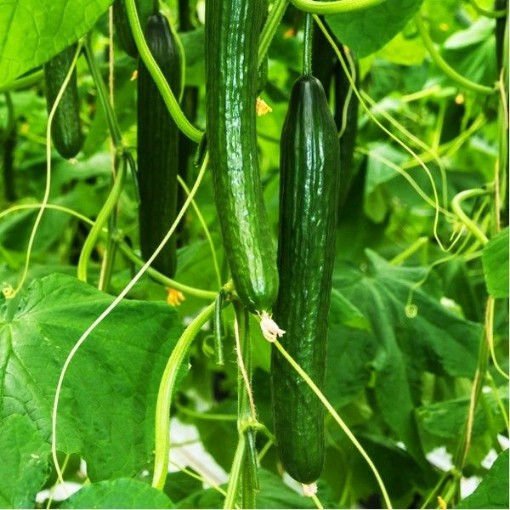 Japanese Long Pickling Cucumbers CU99-20