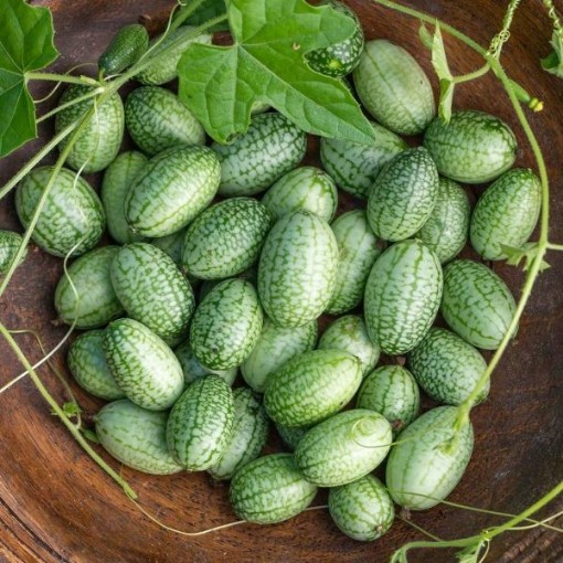 Mexican Sour Gherkin Cucumbers CU79-20