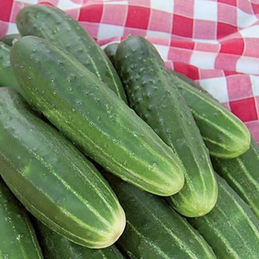 A & C Pickling Cucumbers CU82-20