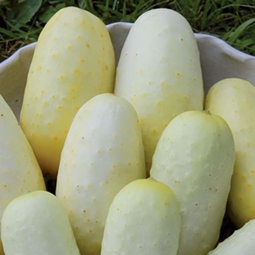 Boothby's Blonde Cucumbers CU83-20