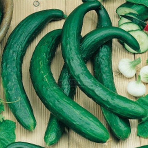 Chinese Snake Curved Cucumbers CU83-20