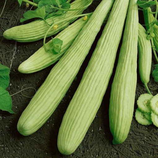 Armenian Yard Long Cucumbers CU86-20