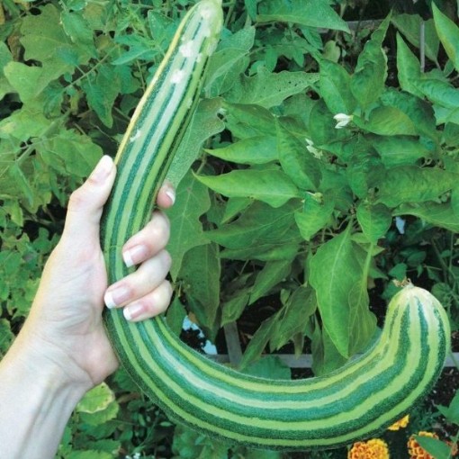 Armenian Striped Cucumbers CU87-20