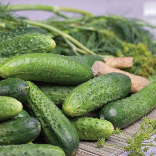 Rhinish Pickle Cucumbers CU88-20