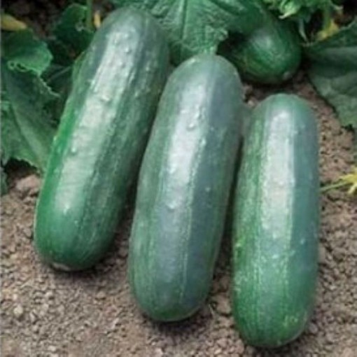 Eureka Cucumbers CU89-20