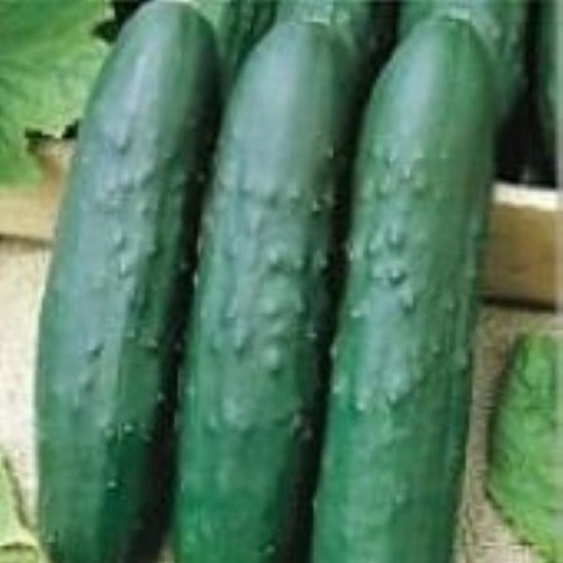 Turbo Cucumbers CU92-20