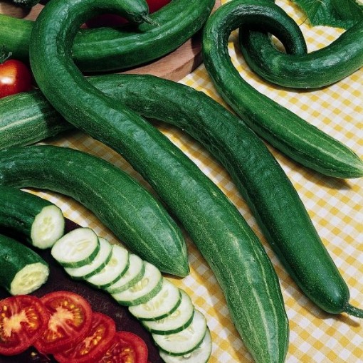 Early Spring Burpless Cucumbers CU93-20