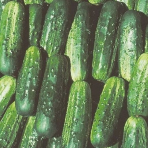 Fancipak Cucumbers CU94-20