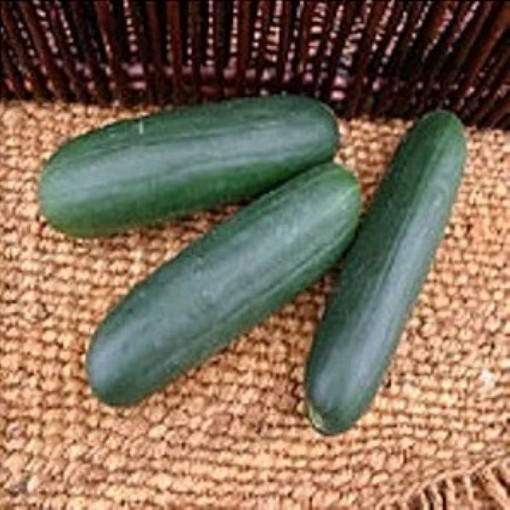 Rockingham Cucumbers CU96-10