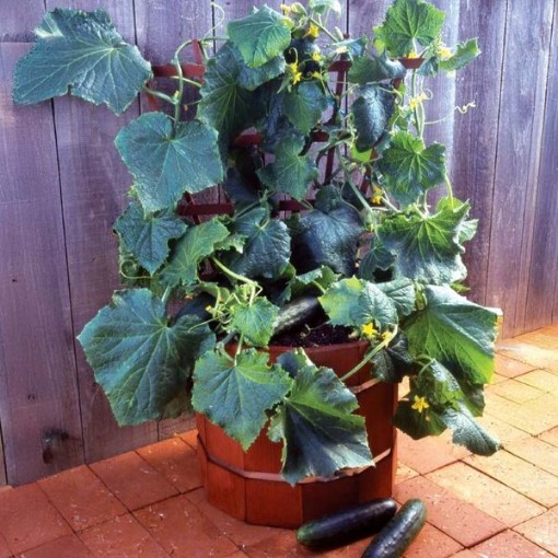 Salad Bush Cucumbers CU98-10