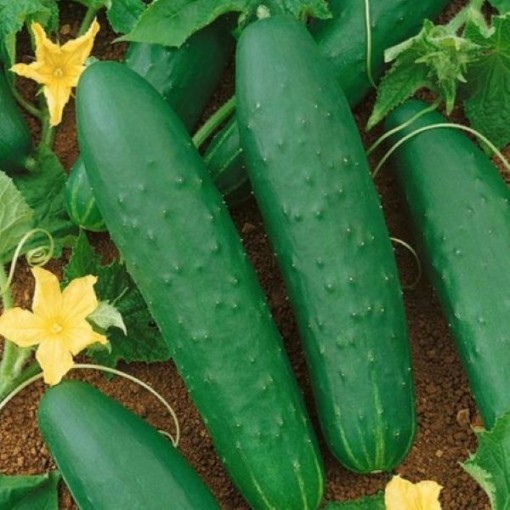 Double Yield Cucumbers CU100-20