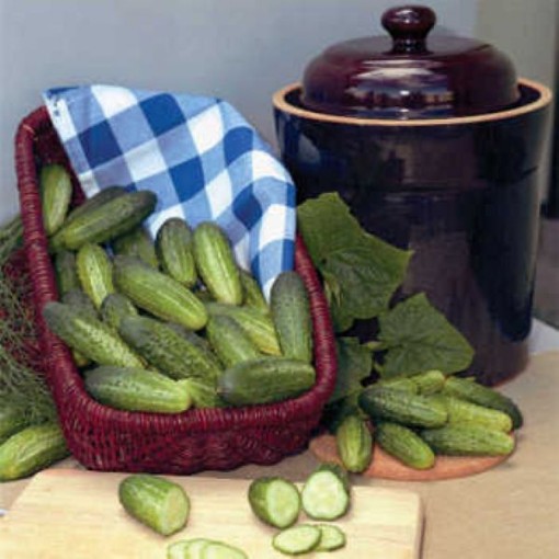 Alibi Cucumbers CU101-10