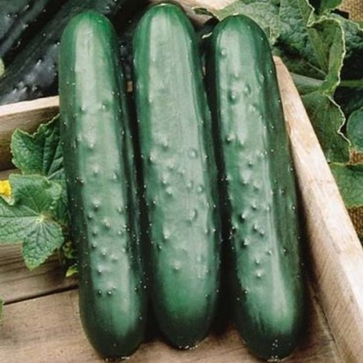 Speedway Cucumbers CU104-20