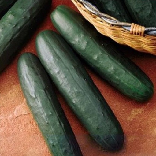 Thunder Cucumbers CU105-20