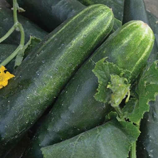 Japanese Climbing Cucumbers CU106-20