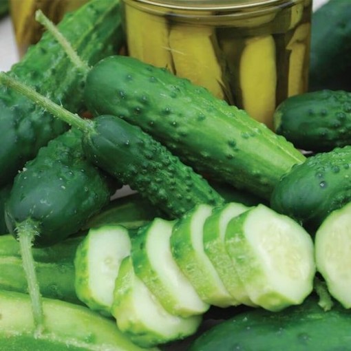 Early Fortune Cucumbers CU109-20