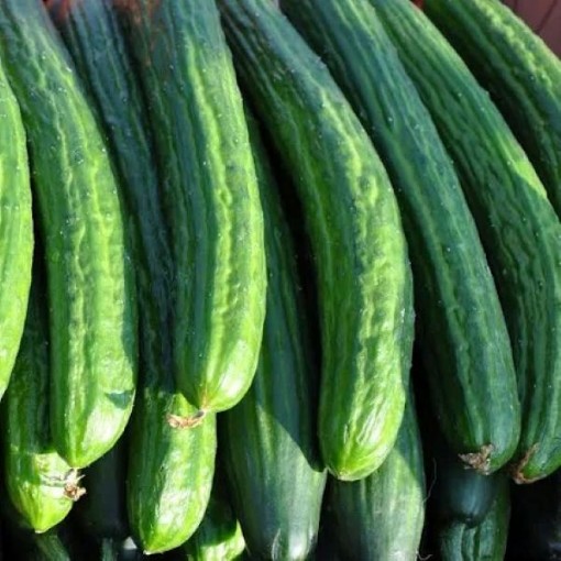 Greenhouse Long Burpless Cucumbers CU111-20