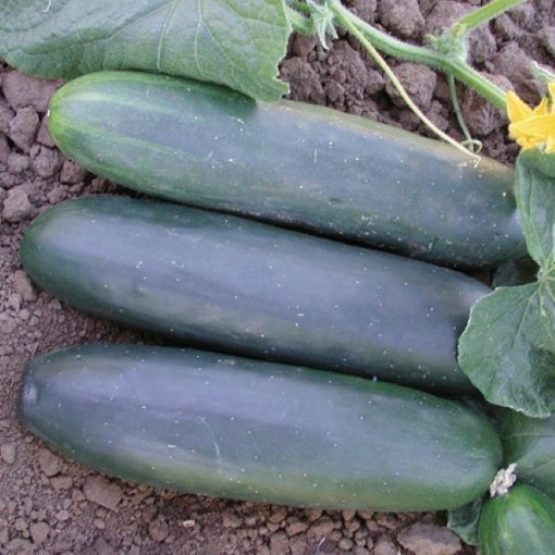 Marketmore 97 Cucumbers CU113-20