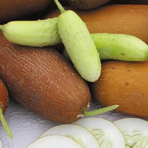 Poona Keera Cucumbers CU118-20