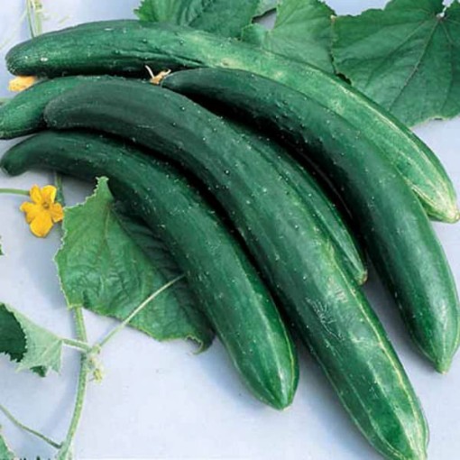 Burpless 26 Cucumbers CU121-20