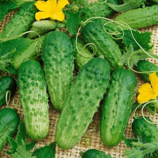 Pick a Bushel Cucumbers CU124-20