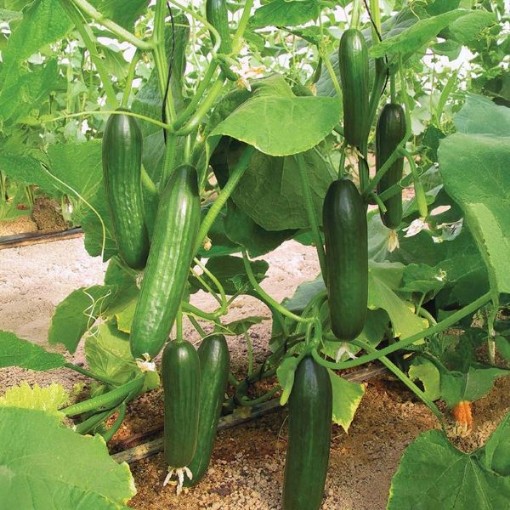 Manny Cucumbers CU125-10