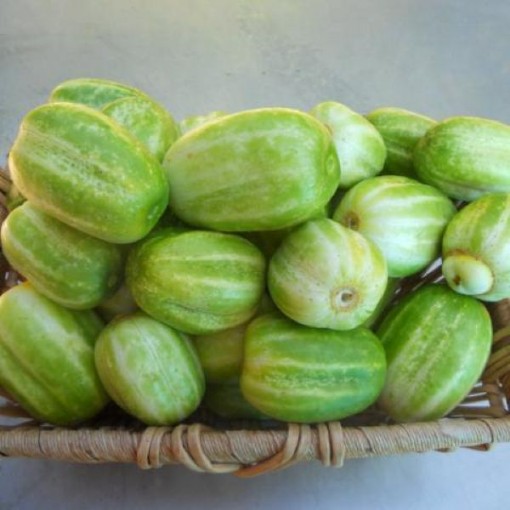 Richmond Green Apple Cucumbers CU128-20