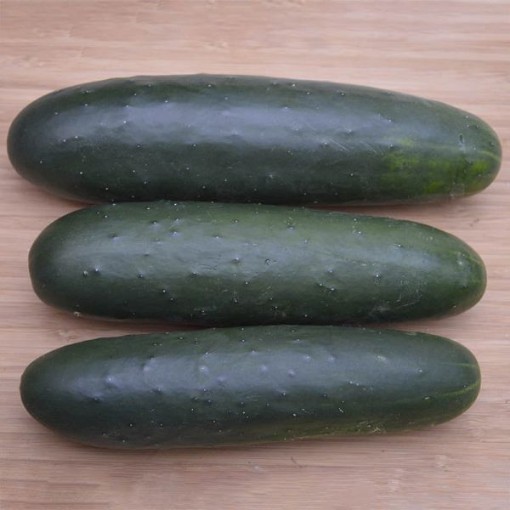 Brickyard Cucumbers CU129-20