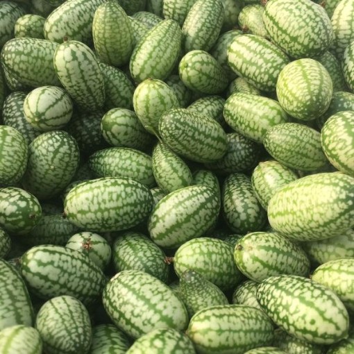 Cucamelon Cucumbers CU130-20