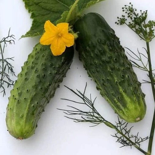 Bushy Cucumber Seeds CU134-20