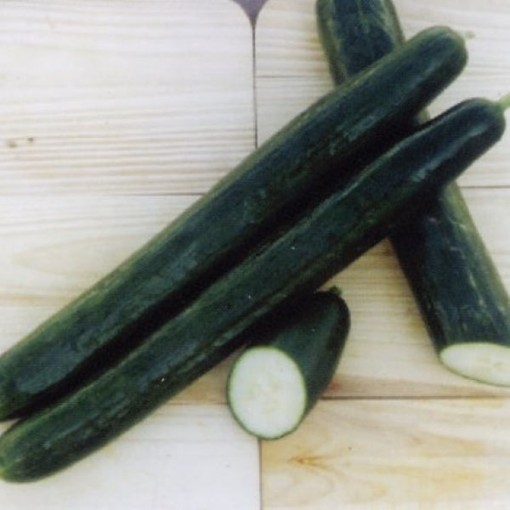 Pepinex Cucumbers CU135-10