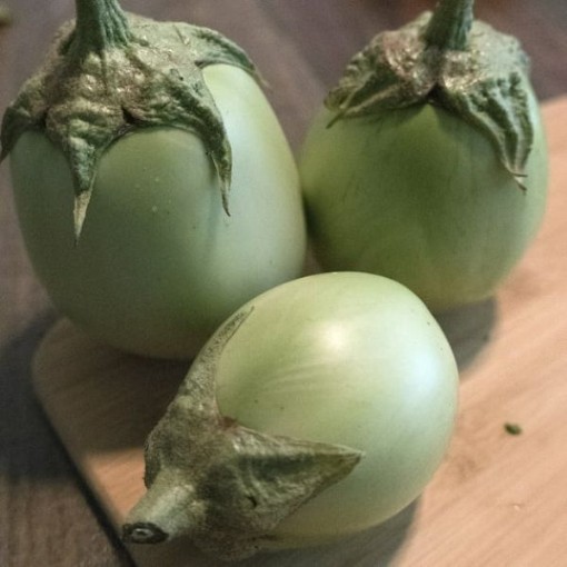 Apple Green Eggplants EG1-20