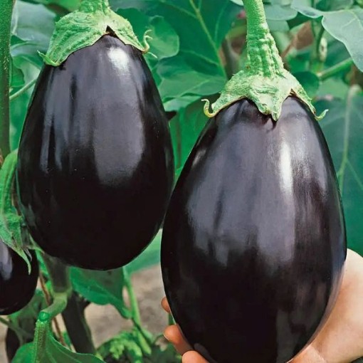 Black Beauty Eggplants EG2-20